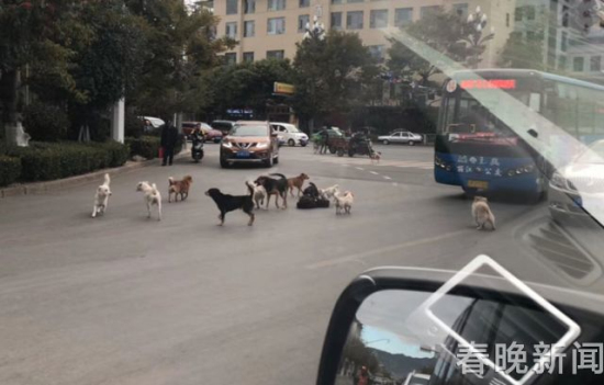 流浪狗路中被撞伤 10余小伙伴不离不弃守护身边 流浪狗路中被撞伤 10余小伙伴不离不弃守护身边