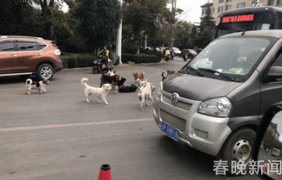 流浪狗路中被撞伤 10余小伙伴不离不弃守护身边 流浪狗路中被撞伤 10余小伙伴不离不弃守护身边