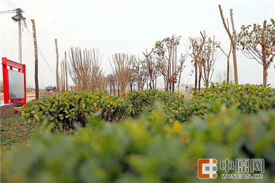 岳口村的“整村推进”,让村庄变得更美好 岳口村的“整村推进”,让村庄变得更美好