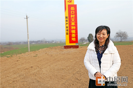 谈起艾草种植,尹红头头是道。两年多的驻村生涯,俨然把她变成了农业专家 谈起艾草种植,尹红头头是道。两年多的驻村生涯,俨然把她变成了农业专家