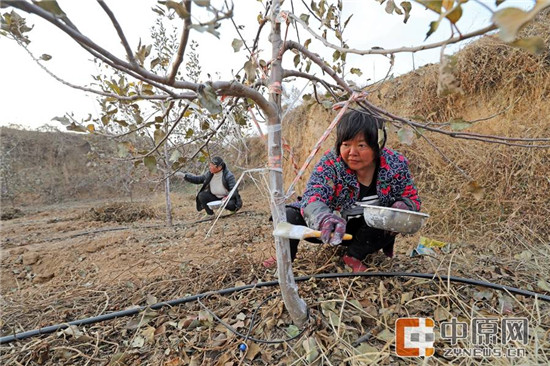 给果树刷漆,每天60元的报酬,让来干活的村民心满意足 给果树刷漆,每天60元的报酬,让来干活的村民心满意足
