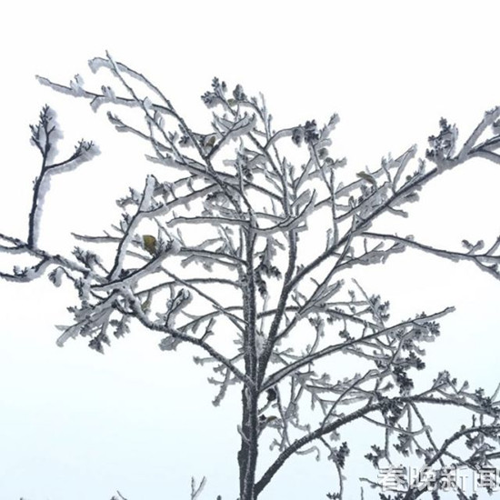 登昆明长虫山 遇见诗情画意的雾凇 登昆明长虫山 遇见诗情画意的雾凇