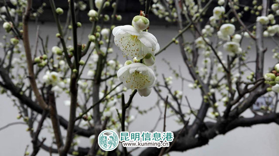 点点梅花坠枝头 点点梅花坠枝头