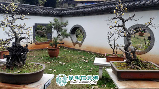 盆景园一角 盆景园一角