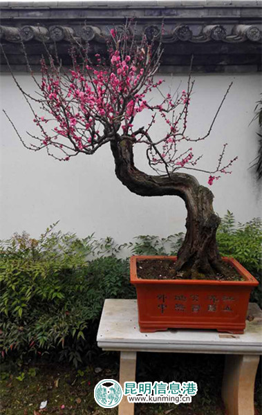造型别致的梅花盆景 造型别致的梅花盆景