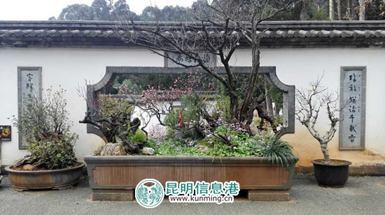 第十四届全国梅花蜡梅展金奖作品《寒梅闹春》 第十四届全国梅花蜡梅展金奖作品《寒梅闹春》