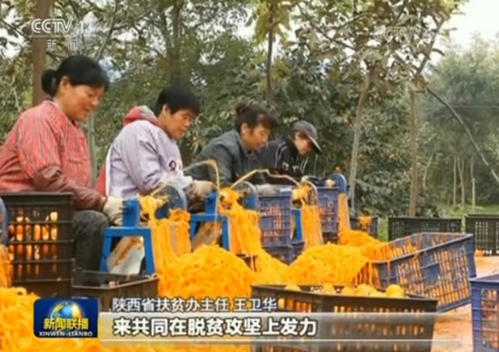 【新时代新气象新作为】陕西精准施策推动产业扶贫 【新时代新气象新作为】陕西精准施策推动产业扶贫