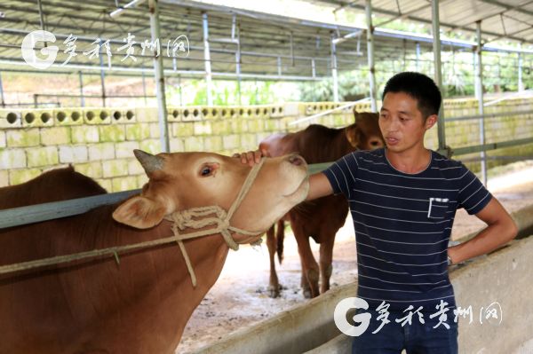 王启忠和他的牛 王启忠和他的牛