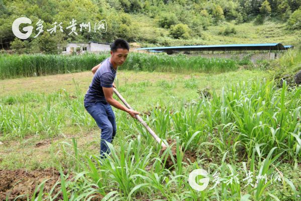 王启忠在收割草料 王启忠在收割草料