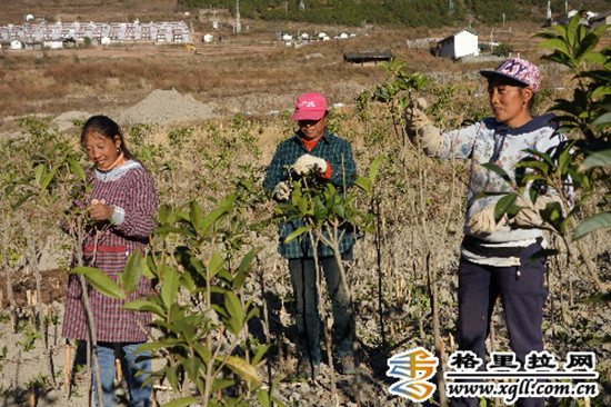 社员在绿化树基地里劳动