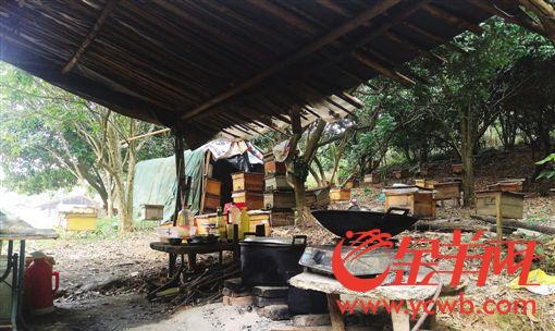 【中国梦·践行者】她是都市小蜜蜂 身残志坚“酿造”甜蜜生活 【中国梦·践行者】她是都市小蜜蜂 身残志坚“酿造”甜蜜生活