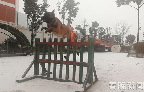 消防队搜救犬不一般 冰天雪地苦练功