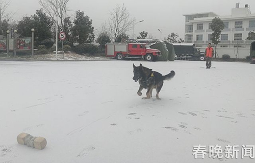 消防队搜救犬不一般 冰天雪地苦练功