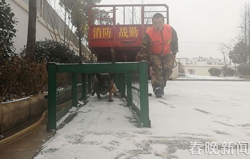 消防队搜救犬不一般 冰天雪地苦练功