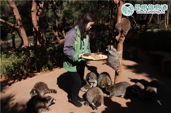 云南野生动物园给动物过大年 老虎加餐熊猫享专用窝窝头 云南野生动物园给动物过大年 老虎加餐熊猫享专用窝窝头