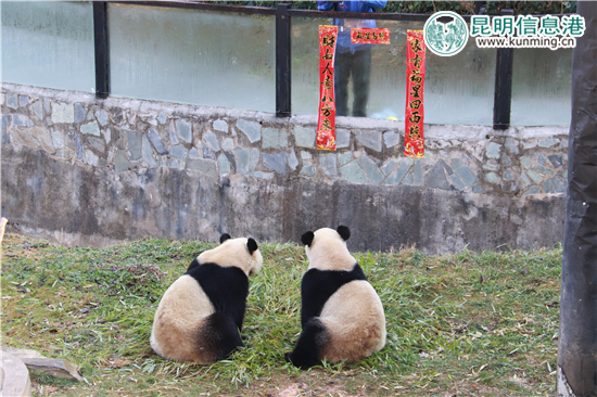 云南野生动物园给动物过大年 老虎加餐熊猫享专用窝窝头 云南野生动物园给动物过大年 老虎加餐熊猫享专用窝窝头