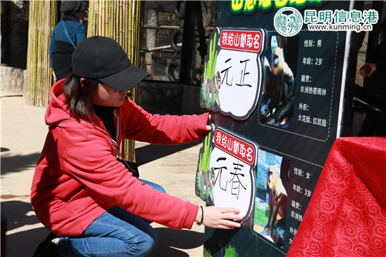 云南野生动物园给动物过大年 老虎加餐熊猫享专用窝窝头 云南野生动物园给动物过大年 老虎加餐熊猫享专用窝窝头