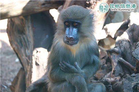 云南野生动物园给动物过大年 老虎加餐熊猫享专用窝窝头 云南野生动物园给动物过大年 老虎加餐熊猫享专用窝窝头