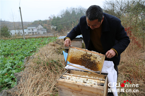 川河盖蜜蜂养殖合作社理事长白天树检查蜂箱