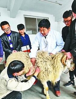 河北省饶阳县职业技术学校探索校企合作人才培养新模式,有效提高了学生的创新能力和专业技能。图为畜牧兽医专业的老师讲解牲畜的听诊、叩诊。 河北省饶阳县职业技术学校探索校企合作人才培养新模式,有效提高了学生的创新能力和专业技能。图为畜牧兽医专业的老师讲解牲畜的听诊、叩诊。