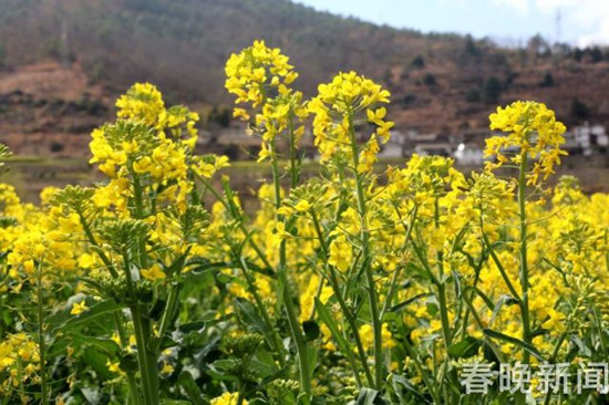 美似油画！长江第一湾2000多亩油菜花次第盛放