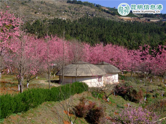 第十八届春城桃花文化节在郊野公园绚丽启幕