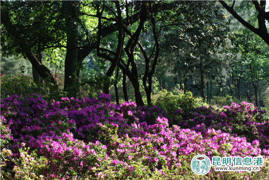 昆明植物园“三八节”特惠 女同胞可享受半票入园