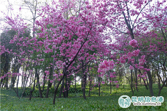 昆明植物园“三八节”特惠 女同胞可享受半票入园