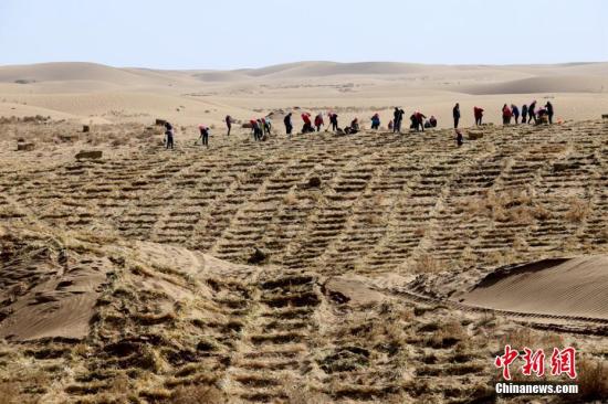 3月7日,甘肃临泽县民众在该县北部荒漠区压设麦草沙障,开展“治沙播绿、改善生态”的防沙治沙“接力赛”。多年来,该县通过生物治沙、工程治沙相结合的方式,持续防沙治沙,筑牢生态安全屏障。张渊 摄 3月7日,甘肃临泽县民众在该县北部荒漠区压设麦草沙障,开展“治沙播绿、改善生态”的防沙治沙“接力赛”。多年来,该县通过生物治沙、工程治沙相结合的方式,持续防沙治沙,筑牢生态安全屏障。张渊 摄