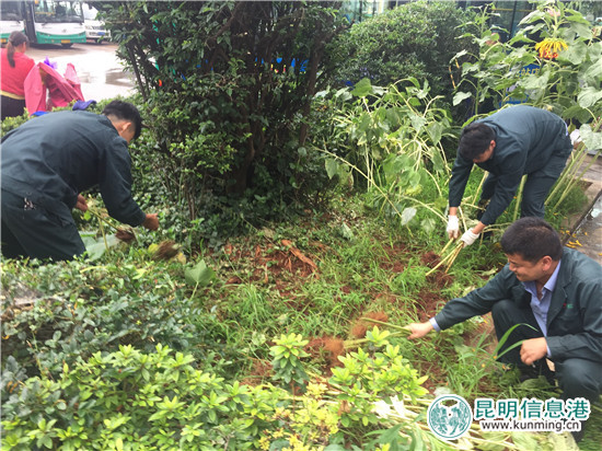 昆明公交三公司开展“绿色进车队”植树节绿化活动