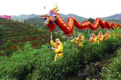 江西赣州龙南县的祭茶大典上舞龙队在茶园内舞龙。记者 陈曦/摄