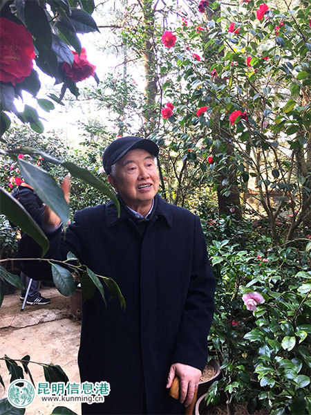 昆明林下经济产值达35亿元 卧云山上种有世界最大最香茶花 昆明林下经济产值达35亿元 卧云山上种有世界最大最香茶花