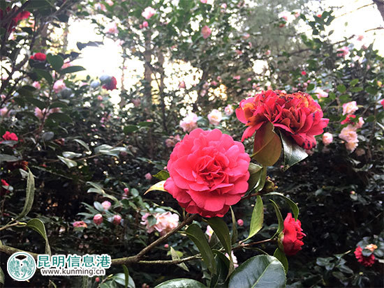 昆明林下经济产值达35亿元 卧云山上种有世界最大最香茶花 昆明林下经济产值达35亿元 卧云山上种有世界最大最香茶花