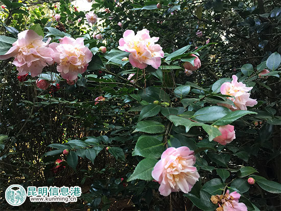 昆明林下经济产值达35亿元 卧云山上种有世界最大最香茶花 昆明林下经济产值达35亿元 卧云山上种有世界最大最香茶花