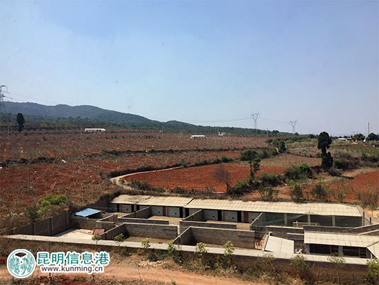 昆明林下经济产值达35亿元 卧云山上种有世界最大最香茶花 昆明林下经济产值达35亿元 卧云山上种有世界最大最香茶花