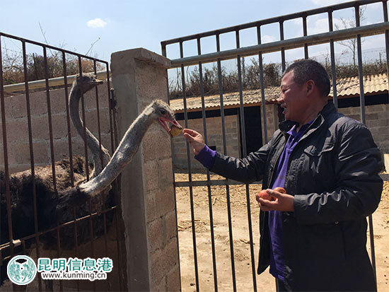 昆明林下经济产值达35亿元 卧云山上种有世界最大最香茶花 昆明林下经济产值达35亿元 卧云山上种有世界最大最香茶花