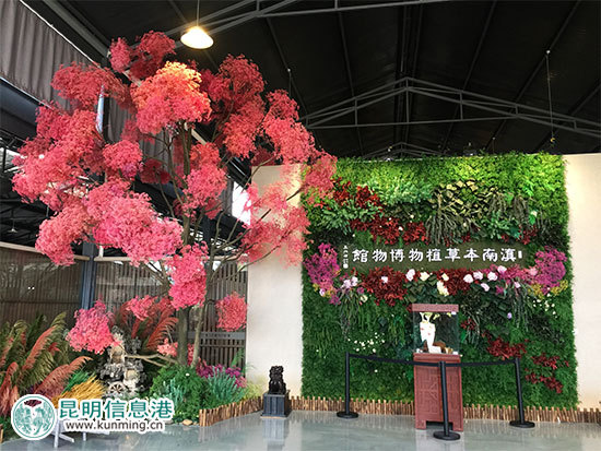 昆明林下经济产值达35亿元 卧云山上种有世界最大最香茶花 昆明林下经济产值达35亿元 卧云山上种有世界最大最香茶花