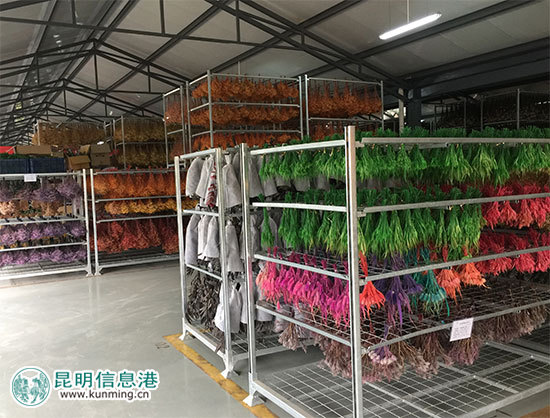 昆明林下经济产值达35亿元 卧云山上种有世界最大最香茶花 昆明林下经济产值达35亿元 卧云山上种有世界最大最香茶花