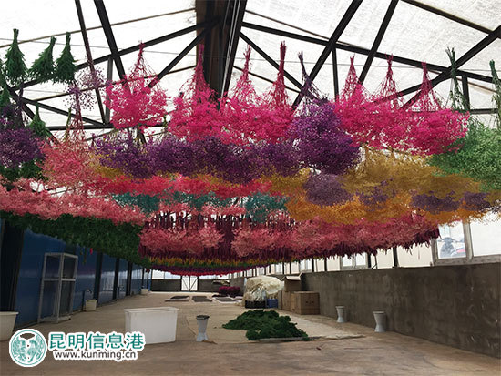 昆明林下经济产值达35亿元 卧云山上种有世界最大最香茶花 昆明林下经济产值达35亿元 卧云山上种有世界最大最香茶花