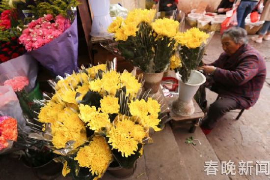 清明节将至 菊花销量紧俏价格上涨