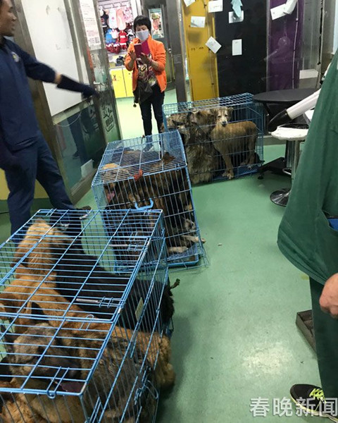20只宠物犬屠刀下获救急寻主 丢狗狗的快来认领 20只宠物犬屠刀下获救急寻主 丢狗狗的快来认领