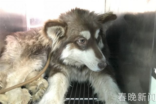 20只宠物犬屠刀下获救急寻主 丢狗狗的快来认领 20只宠物犬屠刀下获救急寻主 丢狗狗的快来认领