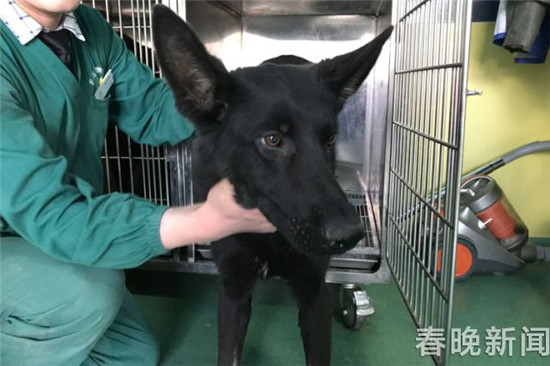 20只宠物犬屠刀下获救急寻主 丢狗狗的快来认领 20只宠物犬屠刀下获救急寻主 丢狗狗的快来认领