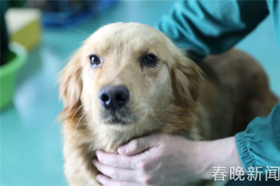 20只宠物犬屠刀下获救急寻主 丢狗狗的快来认领 20只宠物犬屠刀下获救急寻主 丢狗狗的快来认领