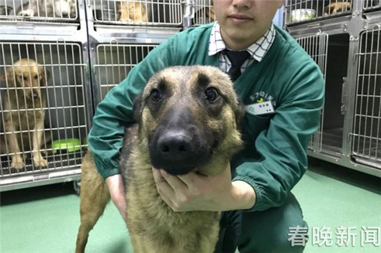 20只宠物犬屠刀下获救急寻主 丢狗狗的快来认领 20只宠物犬屠刀下获救急寻主 丢狗狗的快来认领