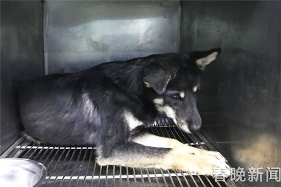 20只宠物犬屠刀下获救急寻主 丢狗狗的快来认领 20只宠物犬屠刀下获救急寻主 丢狗狗的快来认领