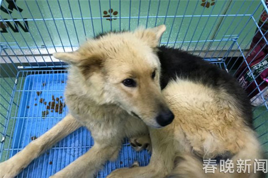 20只宠物犬屠刀下获救急寻主 丢狗狗的快来认领 20只宠物犬屠刀下获救急寻主 丢狗狗的快来认领