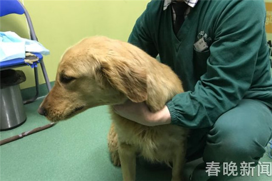 20只宠物犬屠刀下获救急寻主 丢狗狗的快来认领 20只宠物犬屠刀下获救急寻主 丢狗狗的快来认领