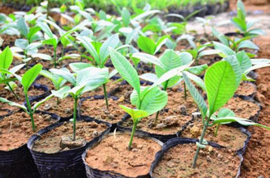 “减肥果”在瑞丽养成！珍稀植物大果藤黄首次实现人工繁育