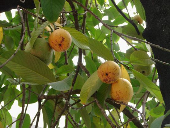 “减肥果”在瑞丽养成！珍稀植物大果藤黄首次实现人工繁育